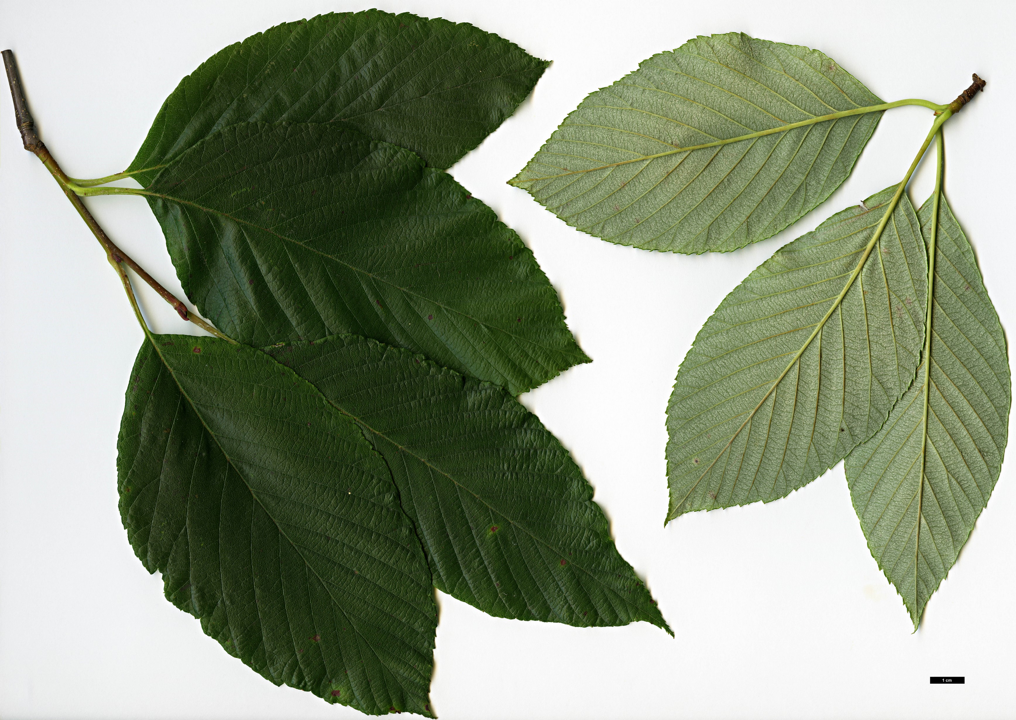 High resolution image: Family: Rosaceae - Genus: Sorbus - Taxon: coronata